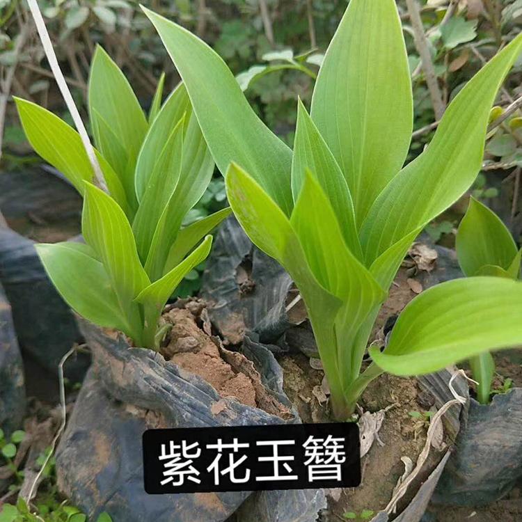 玉簪 紫花玉簪小苗 基地直销 春彩 紫花玉簪批发商