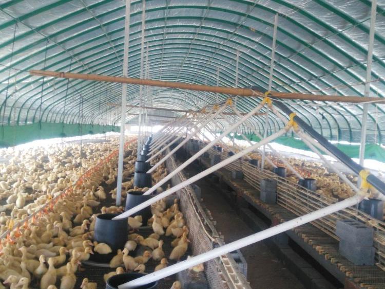 养殖大棚建设 肉鸭蛋鸡养猪养殖大棚直供质量可靠