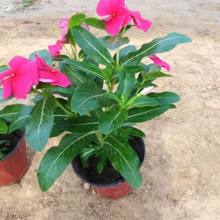 长春花种植基地 长春花 长春花批发价格 长春花营养杯双色盆