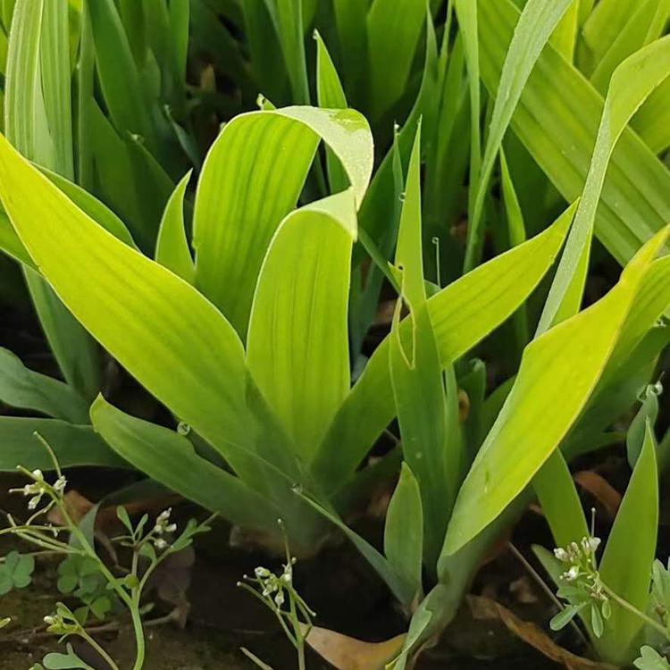 鸢尾 山东鸢尾小苗种植基地 春彩花卉基地出售鸢尾