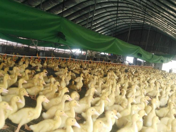 智能温控养殖大棚  肉鸭生猪肉牛肉羊温室养殖大棚质量可靠全国上门安装