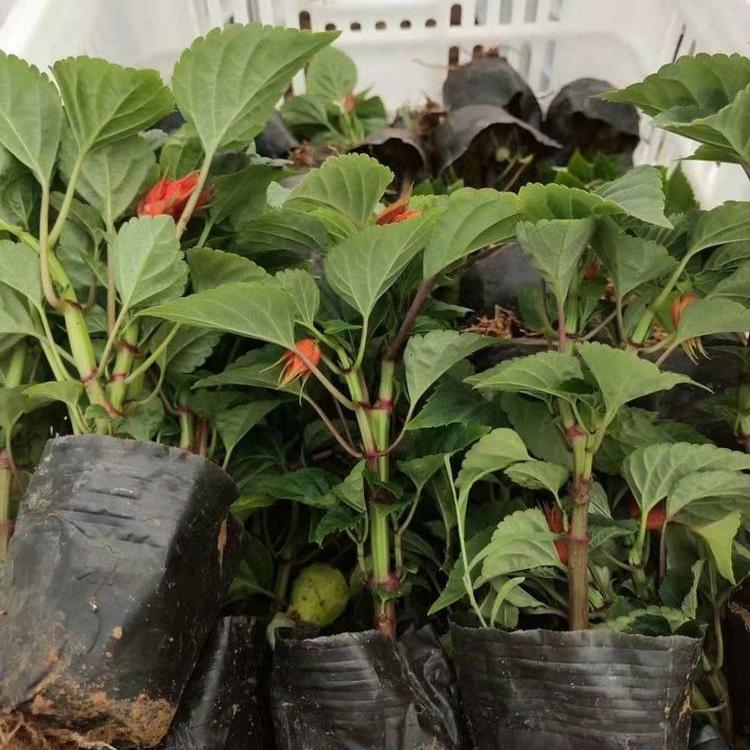 保质保量一串红 一串红基地 一串红销售