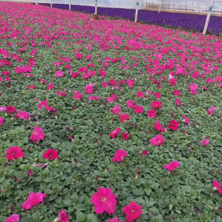 大量供应矮牵牛 矮牵牛销售 矮牵牛种植基地