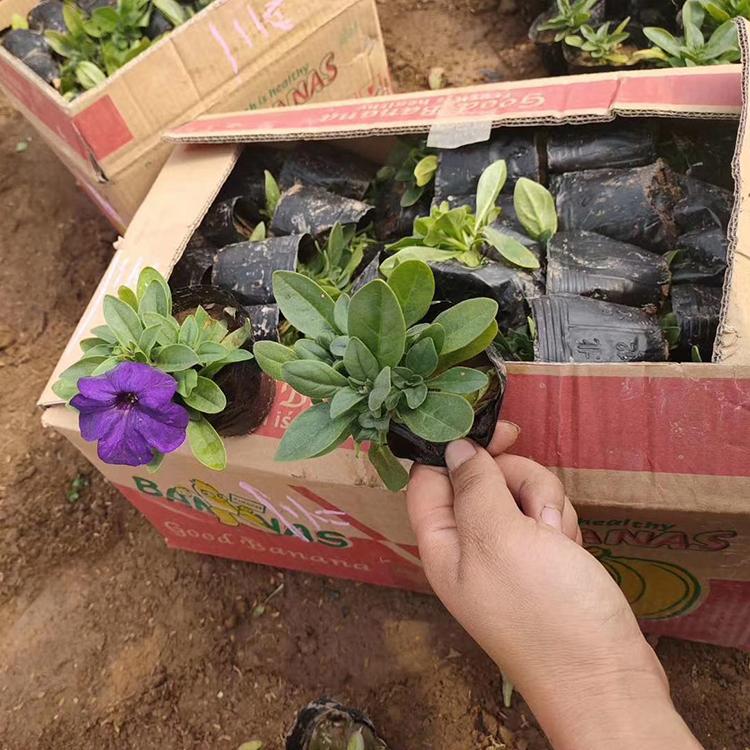 苗圃直销矮牵牛 矮牵牛盆栽 矮牵牛基地