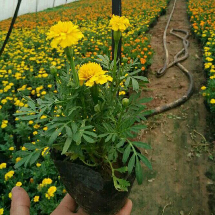 孔雀草供应 孔雀草种植基地 青州孔雀草基地直销