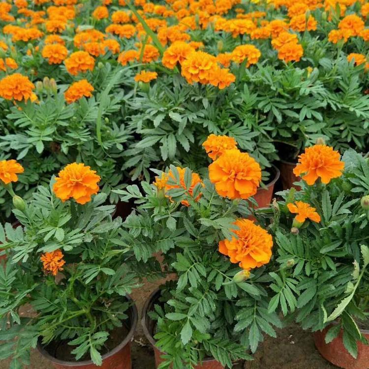 孔雀草培育 孔雀草批发商 花坛绿化用苗