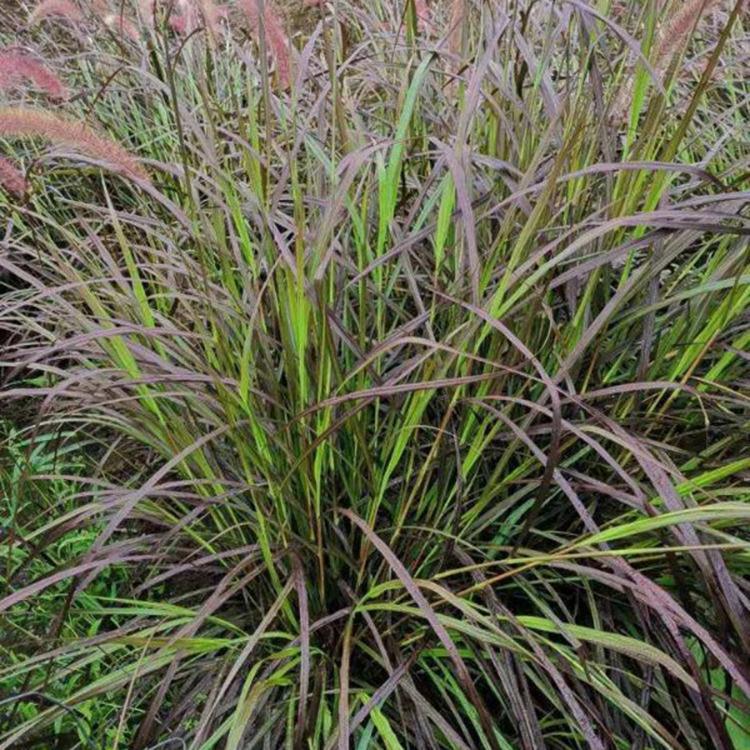 细叶芒 细叶芒基地 观赏草培育基地
