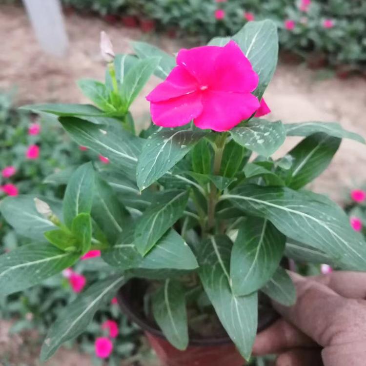 青州种植天天开基地 天天开报价 天天开出售
