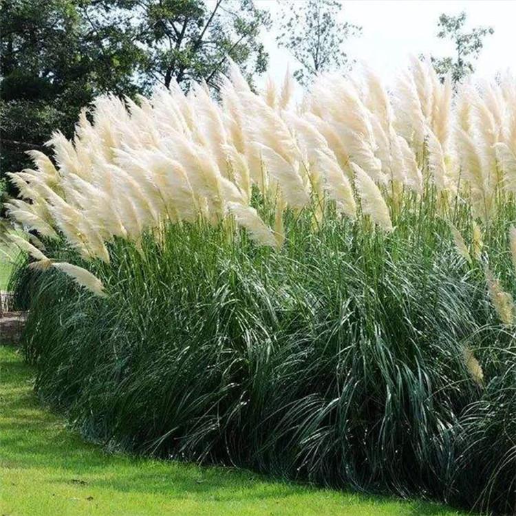 腾东花卉 蒲苇营养杯 水体绿化植物
