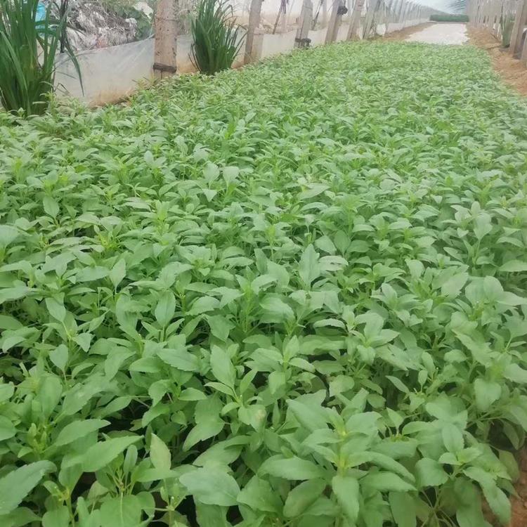 鼠尾草小苗 鼠尾草小苗批发 现货供应鼠尾草小苗
