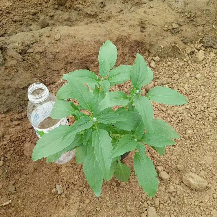 鼠尾草 鼠尾草出售 大量批发鼠尾草