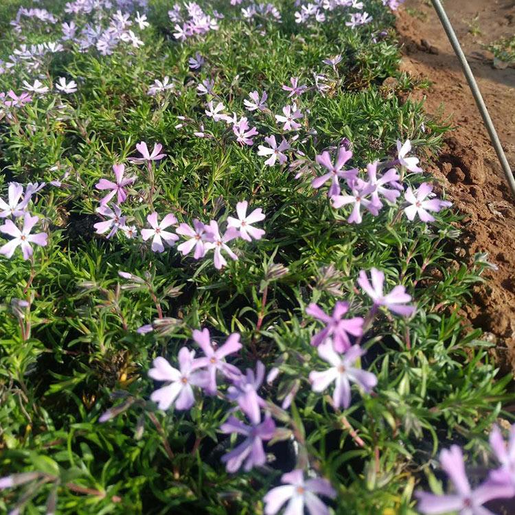 芝樱花海用小苗 丛生福禄考杯苗 花卉苗圃供应批发
