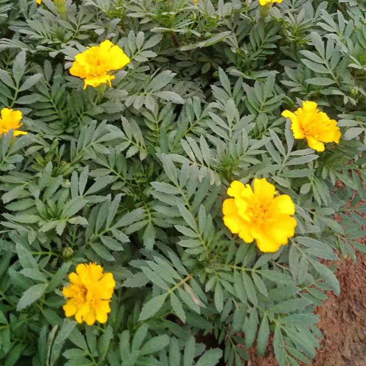 孔雀草 孔雀草培育基地 现货供应孔雀草