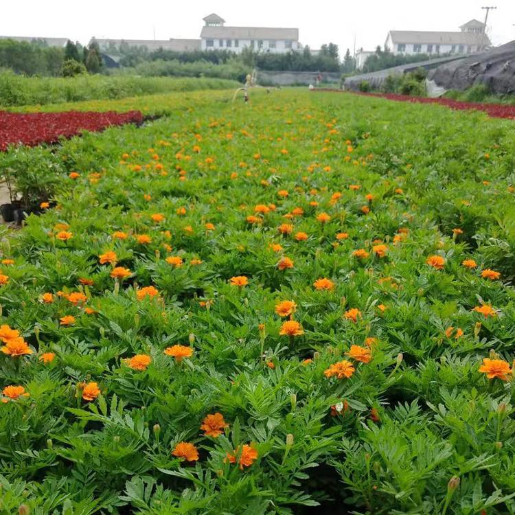孔雀草花苗 孔雀草花苗批发 供应孔雀草花苗