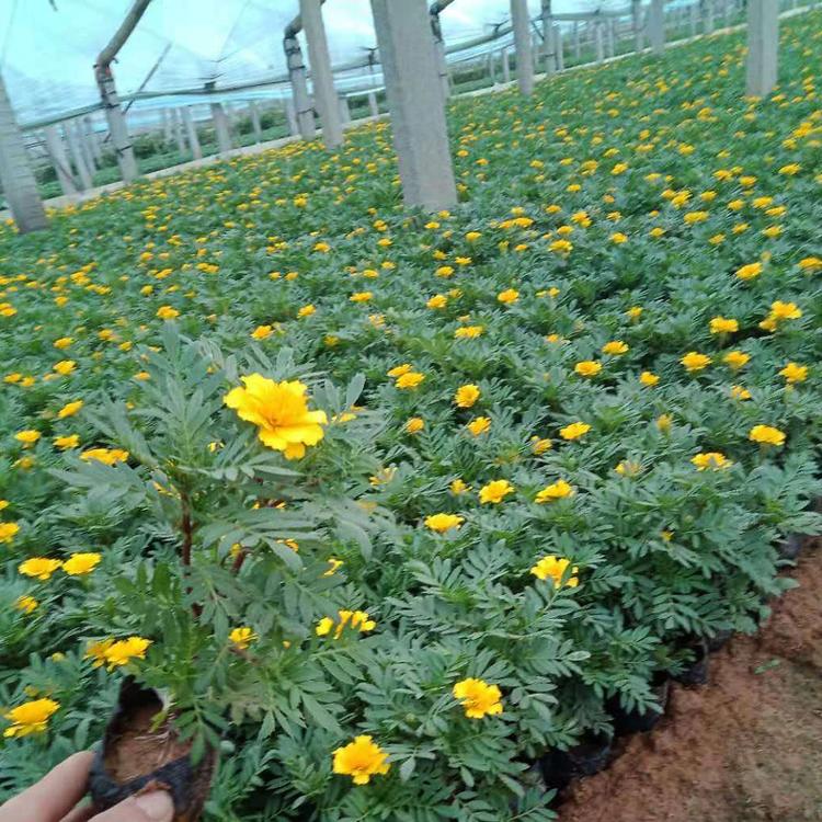 孔雀草花苗 孔雀草花苗出售 销售孔雀草花苗