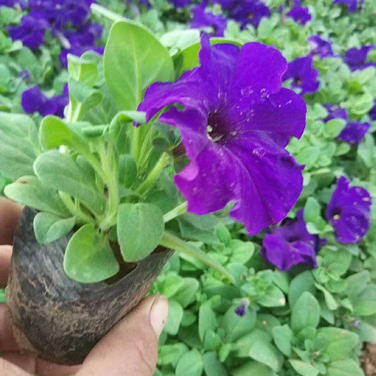 矮牵牛批发 青州矮牵牛价格 基地供应多种花卉用苗