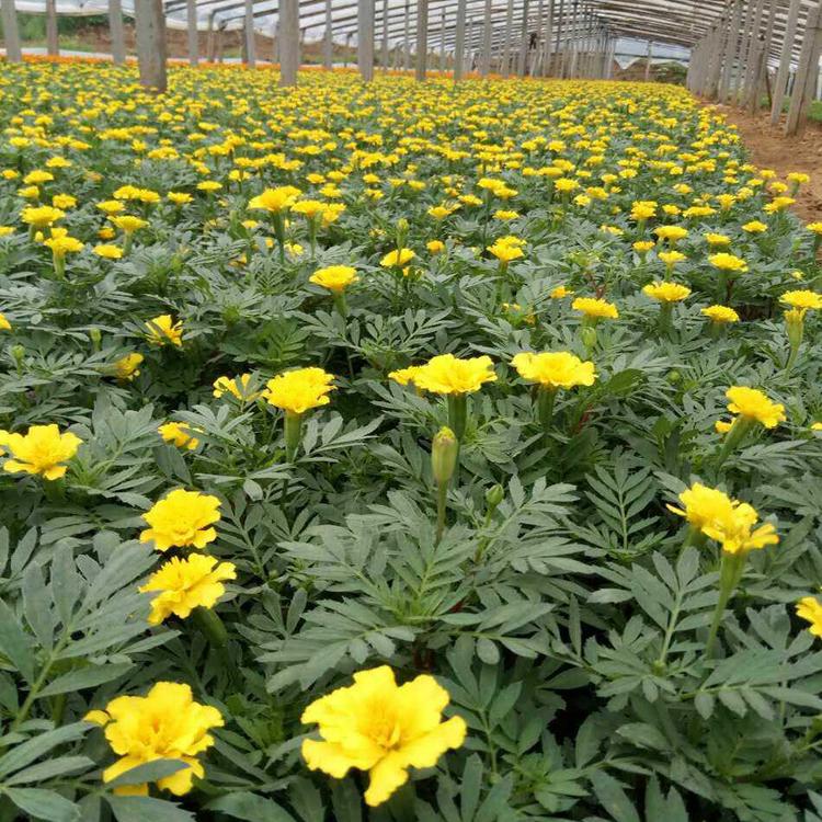 孔雀草基地批发 青州孔雀草 孔雀草种植 铭秀