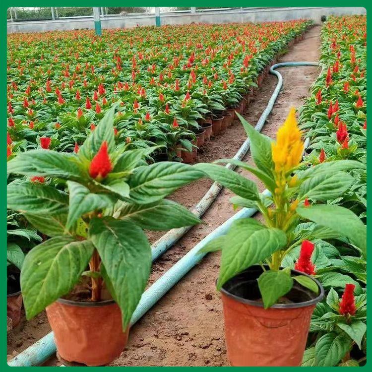 观花一支笔 一支笔种植基地 一支笔保质保量