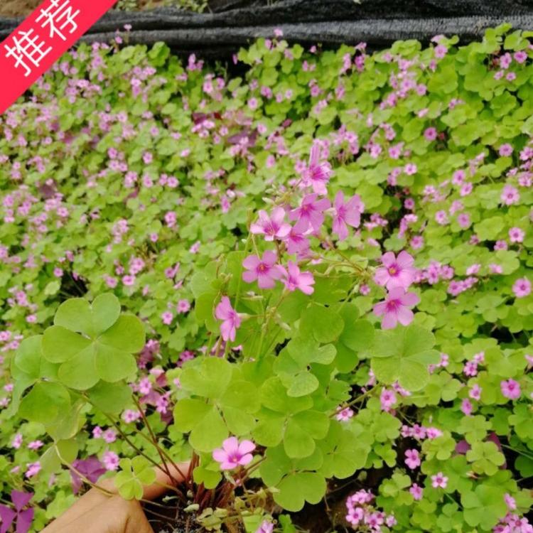 红花醡浆草 花花草 夜合梅 三夹莲 铜锤草 小涵花卉