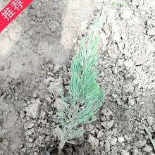 龙柏 小龙柏 小涵花卉