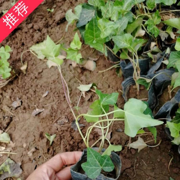 常春藤价格 常青藤价格  枫荷梨藤价格 小涵花卉