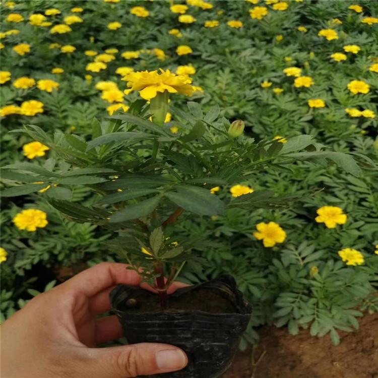 孔雀草报价   孔雀草小苗供货商