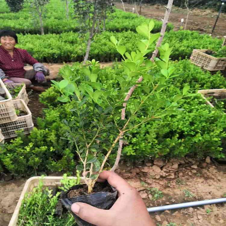 基地种植瓜子黄杨   山东青州瓜子黄杨  瓜子黄杨批发商