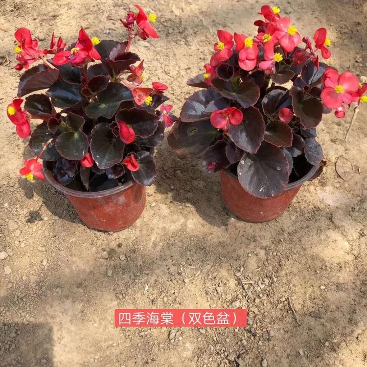 四季海棠种植基地 四季海棠批发价格 四季海棠基地
