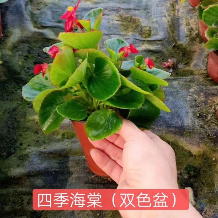 四季海棠价格 四季海棠 时令草花四季海棠 四季海棠盆栽