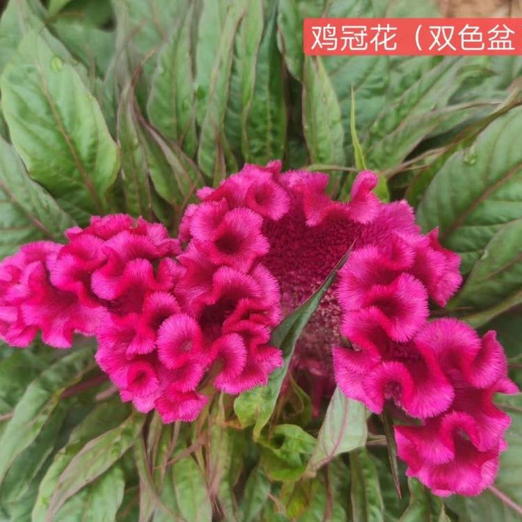 鸡冠花种植基地 鸡冠花价格 鸡冠花小苗 时令草花鸡冠花