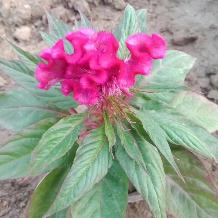 鸡冠花批发价格 鸡冠花批发商 鸡冠花种植基地 时令草花