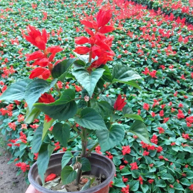 一串红种植基地 一串红价格 时令草花一串红 一串红小苗