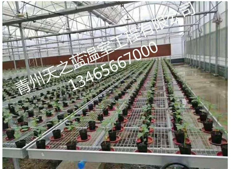 连栋简易大棚 连栋育苗温室 连栋薄膜大棚 天之蓝温室