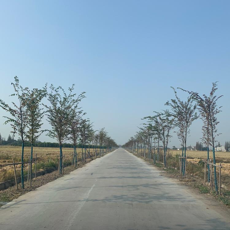 包树布 智嘉美防寒保温保湿包树布 双层加膜缠树布