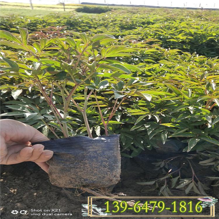 供应油用牡丹工程苗 西北耐寒花芍药苗基地批发价