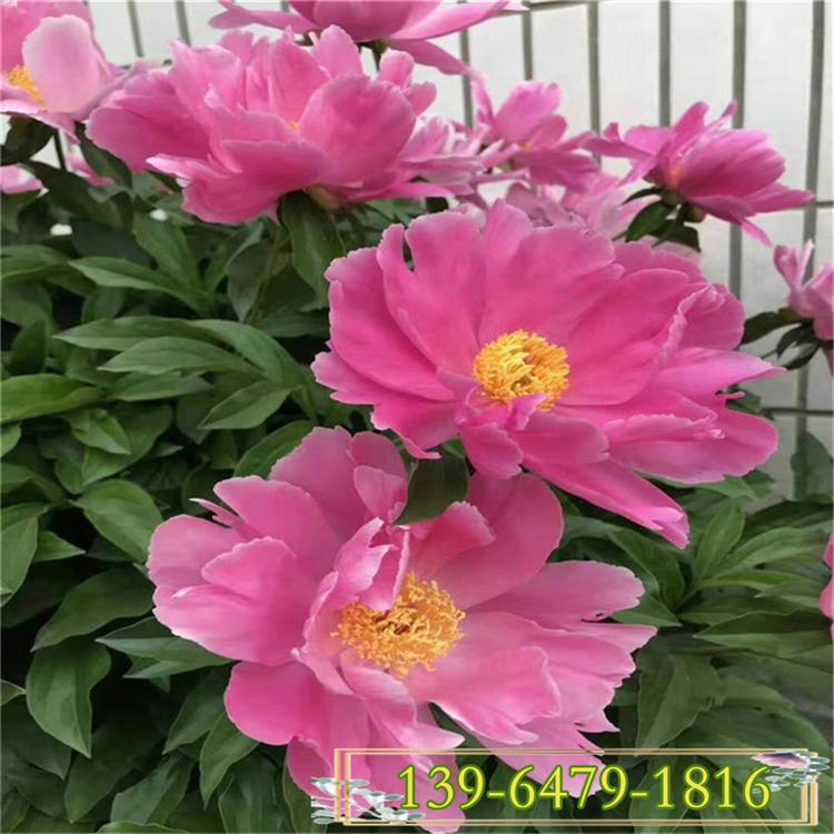 当年开花观赏 菏泽芍药花盆栽大苗