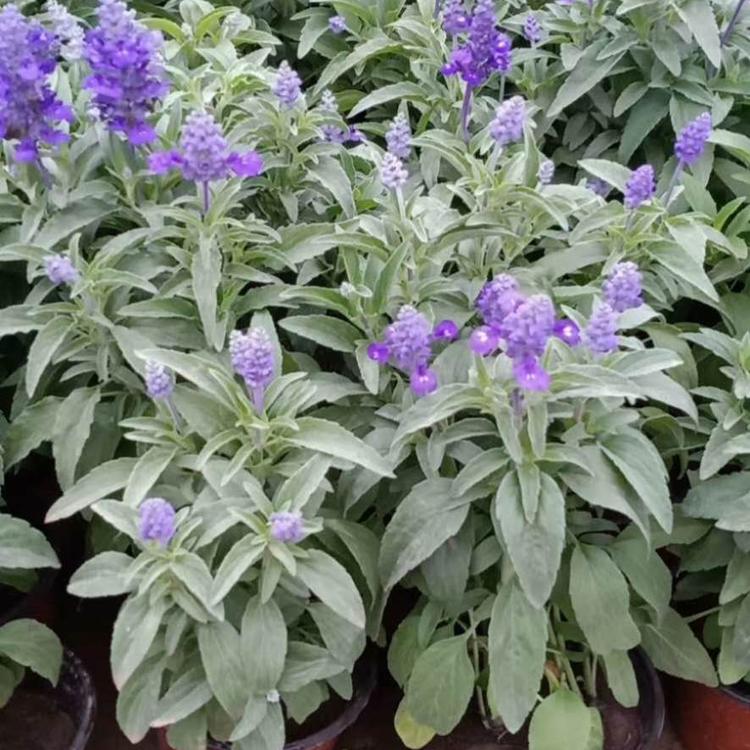 蓝花鼠尾草种植基地 鼠尾草 草花鼠尾草价格 地被鼠尾草基地
