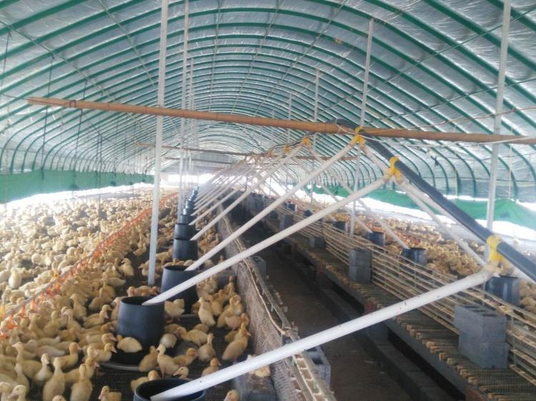 建设高质量的鹌鹑 郎德鹅  蛋鸡养殖大棚