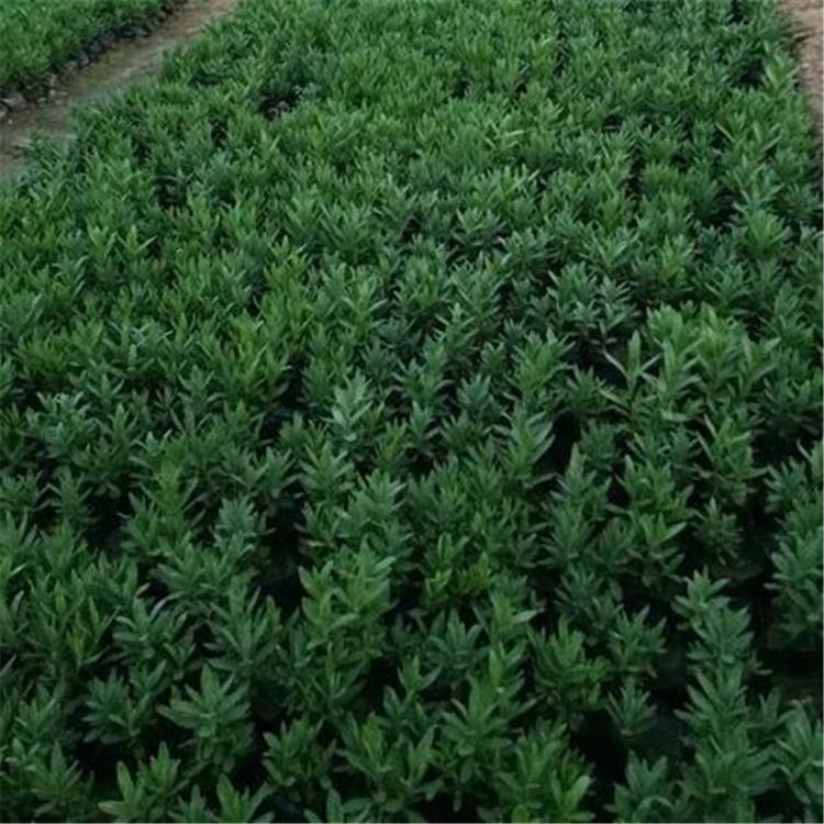 薰衣草价格 薰衣草运来花卉出售 薰衣草小苗