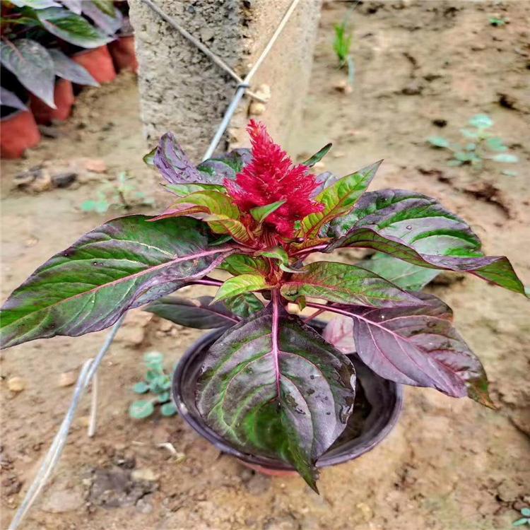 供应棚栽鸡冠花 一枝笔批发价格