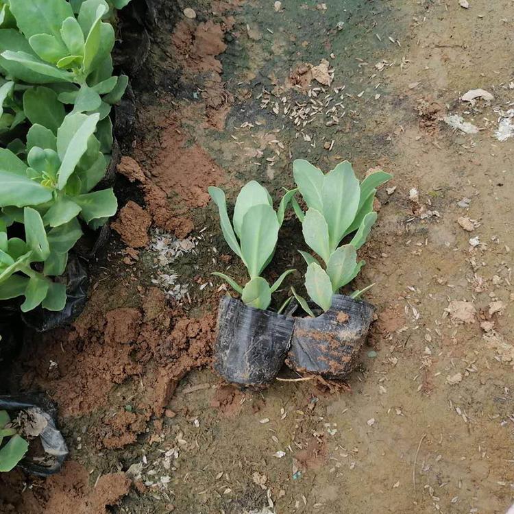 批发销售八宝景天种植基地商家可信赖