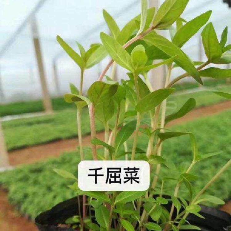 千屈菜供货商 千屈菜供应 青州千屈菜基地
