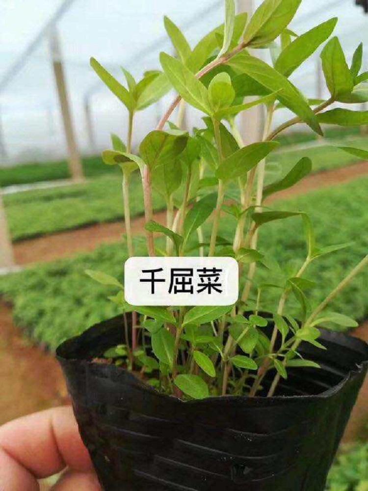 销售千屈菜 千屈菜小苗 千屈菜批发报价