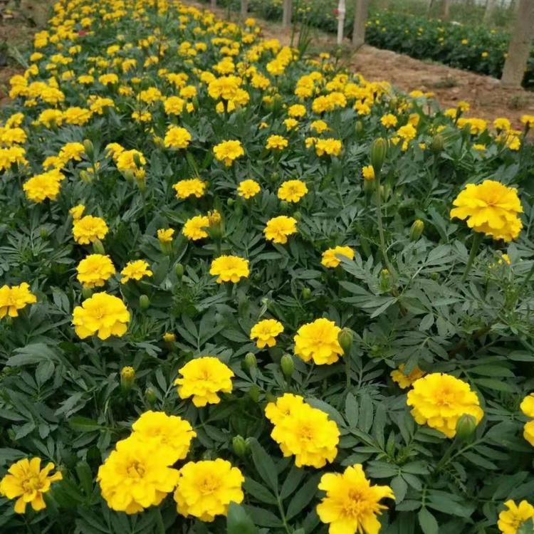 福建孔雀草工程苗多少钱    孔雀草工程苗多少钱