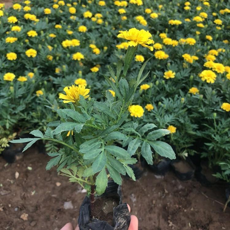 江西孔雀草工程苗基地    孔雀草工程苗基地