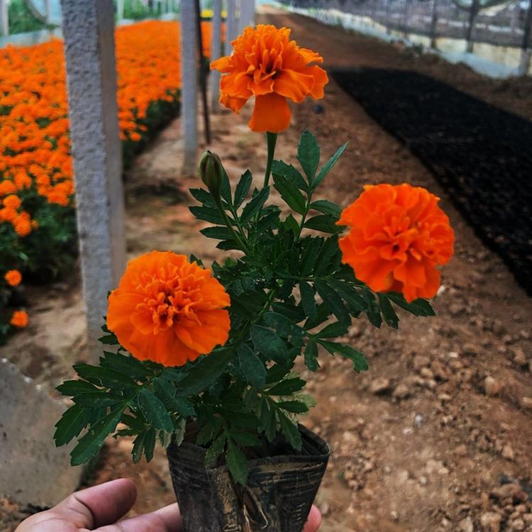 山西孔雀草基地 孔雀草基地