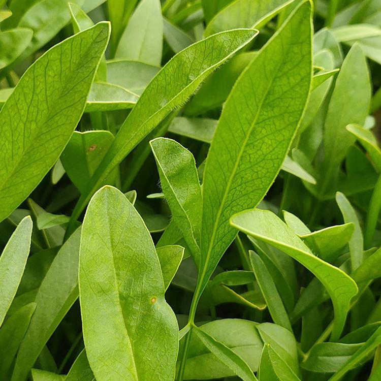 销量好千屈菜基地 千屈菜批发报价 千屈菜小苗苗圃直售