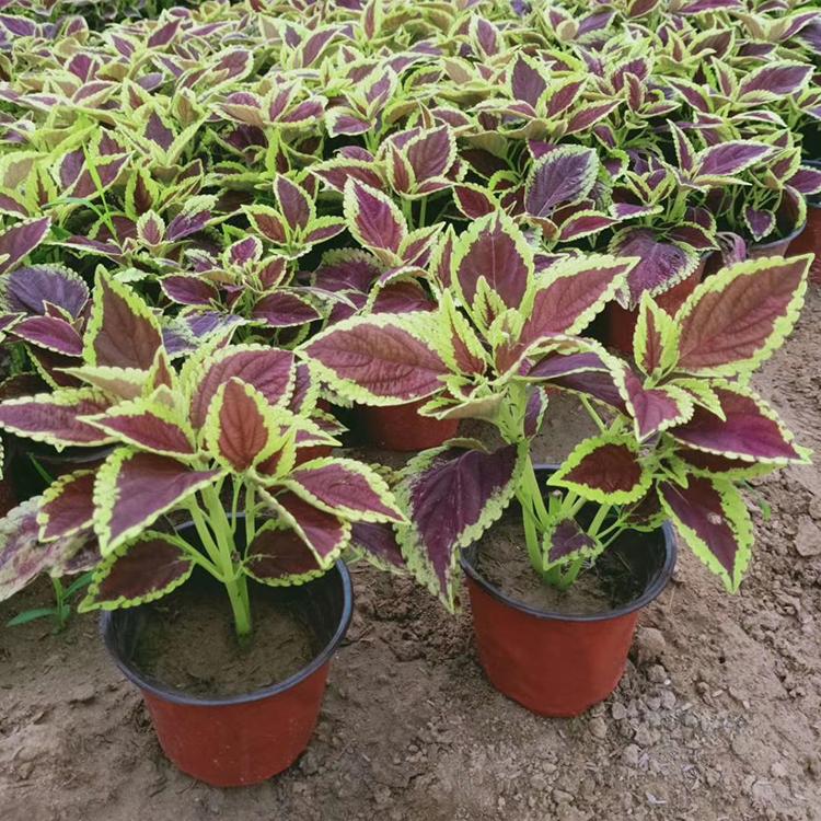 彩叶草 双色盆彩叶草 批发量大优惠 彩叶草直销基地