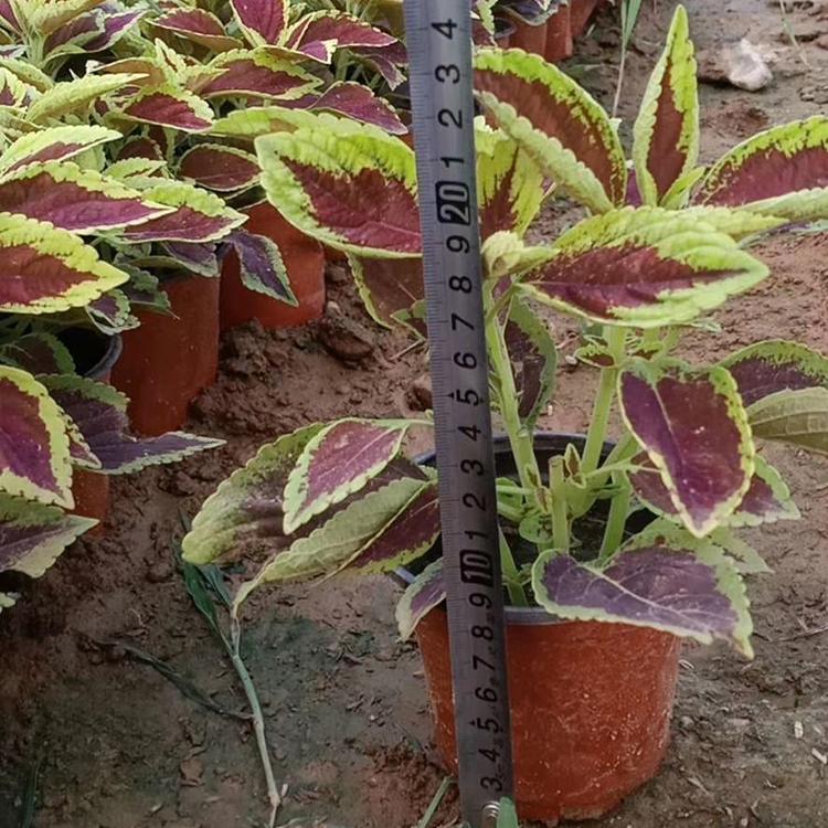 彩叶草苗 双色盆彩叶草批发商 量大优惠