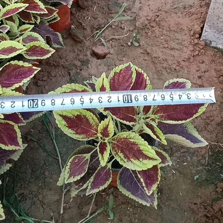彩叶草供货商 彩叶草苗种植基地